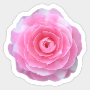 pink camellia flower Sticker